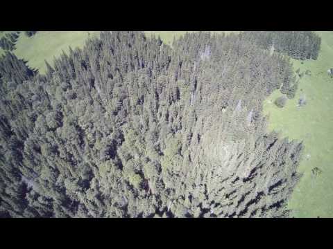 Codrul Secular Slătioara din județul Suceava în Patrimoniul Mondial Natural al UNESCO