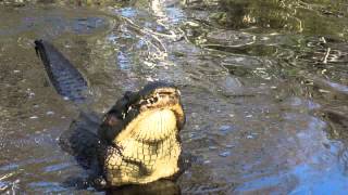 preview picture of video 'Alligator bellowing at Ellie Schiller Homosassa Springs Wildlife State Park'