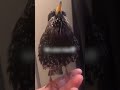 European Starling Sounds Like A Robot 😲