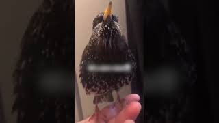 Download lagu Burung Jalak Eropa Kedengarannya Seperti Robot 😲 mp3 Download lagu Burung Jalak Eropa Kedengarannya Seperti Robot 😲 mp3