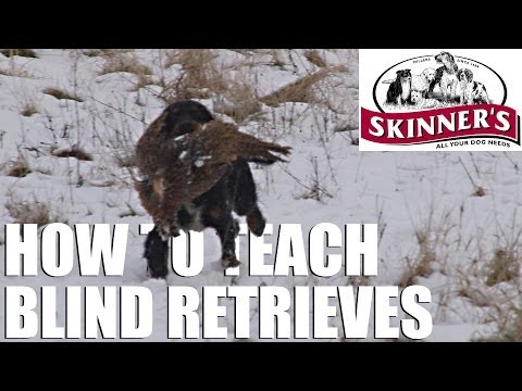 Gundog training tips – Teaching the blind retrieve Gundog training tips – Teaching the blind retrieve