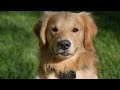 Finding Zen With Your Furry Friend The Benefits Of Golden Retriever Yoga
