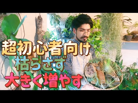 土を使わずに植物を植える: 私のティランジアが乾燥してしまうのはなぜですか?よくある4つの原因＋エアガールを復活させるにはどうすればいい？  庭園