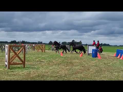 Stal Okkema's four in hand - Floid - Farga - Heiko - Harm