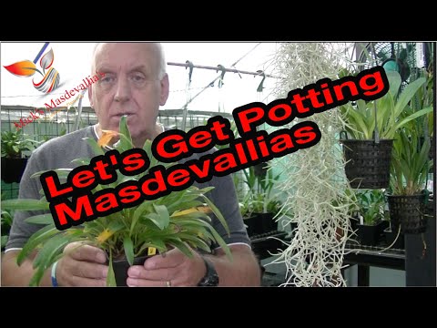, title : 'How to Divide and re-pot Masdevallia orchids (51) Orchid Care.'