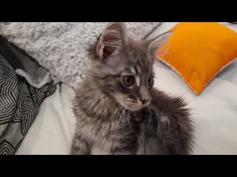 Kočky by kupovaly YarnArt... :-D