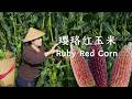 Ruby Purple Corn — low-starch purple treasure. Light, juicy fresh; sweet-savory when cooked.【滇西小哥】