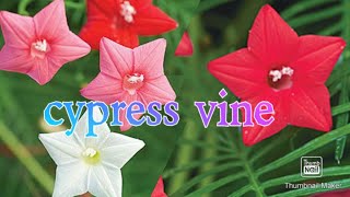 HOW TO GROW  CYPRESS  VINE PLANT FROM SEED|CYPRESS  VINE PLANT CARE AND TIPS|HUMMINGBIRD  PLANT|