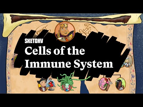 Immune System Cells & Functions (Part 1) | Sketchy Medical | USMLE Step 1