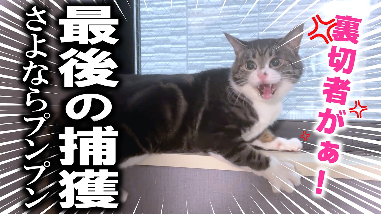 激おこ猫プンプン、里親さんの家へ行く前の捕獲作戦で大乱闘…！