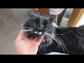 Clingiest Tuxedo Cat With The Longest Whiskers