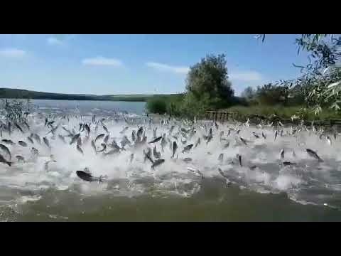 Thousands of Fish Jumping at Once! 😱🐟 Unbelievable Scene