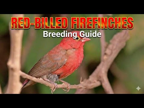 Astrild ohnivý — breeding guide