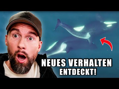 Neu entdeckt: Orcas putzen sich mit Werkzeugen & teilen Beute mit Menschen | Robert Marc Lehmann