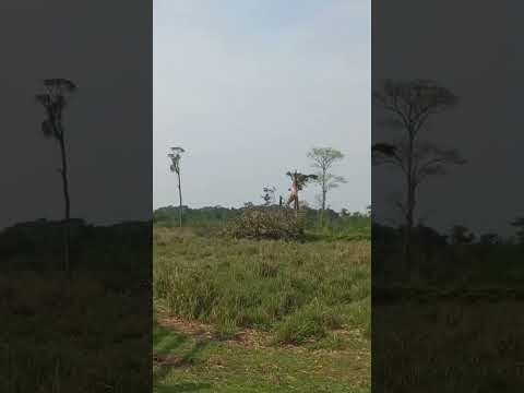 temporal em nova guarita mt.