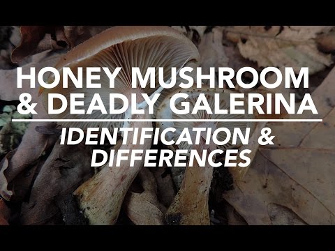 , title : 'Honey Mushroom & Deadly Galerina - Identification and Differences with Adam Haritan'