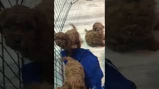 Video preview image #1 Goldendoodle Puppy For Sale in CRESTON, OH, USA