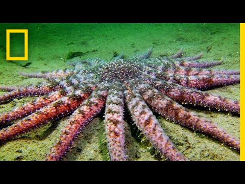 download lagu mp3 mp4 Sunflower Starfish, download lagu Sunflower Starfish gratis, unduh video klip Sunflower Starfish