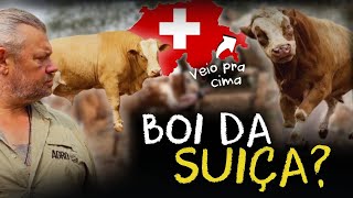 GADO SIMENTAL: O SEGREDO POR TRÁS DO MELHOR QUEIJO ARTESANAL!