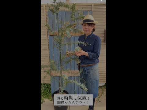 盆栽の手入れ方法は？初心者のためのガーデニングガイド！  庭園