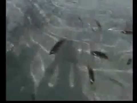 Отель Regency Plaza Resort 5*