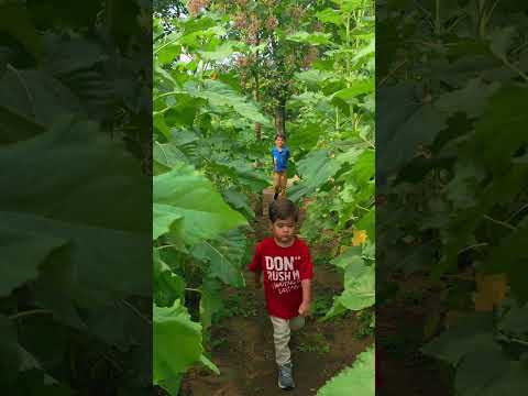 a explorar, mariposario San Felipe Retalhuleu #niños #naturaleza #explorar #girasoles #campo