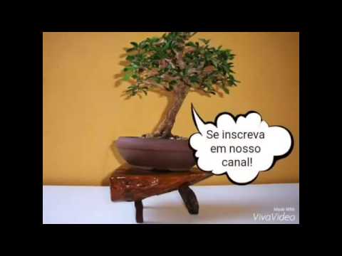 Dica para dar movimento ao tronco!