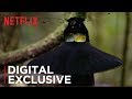 The Dancing Bird Of Paradise Scene From Our Planet Netflix