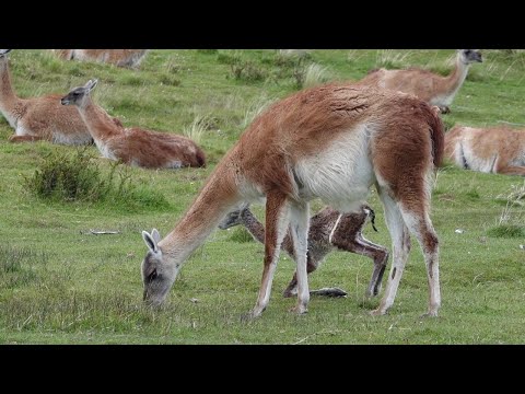 Guanaco Giving Birth in Patagonia || ViralHog