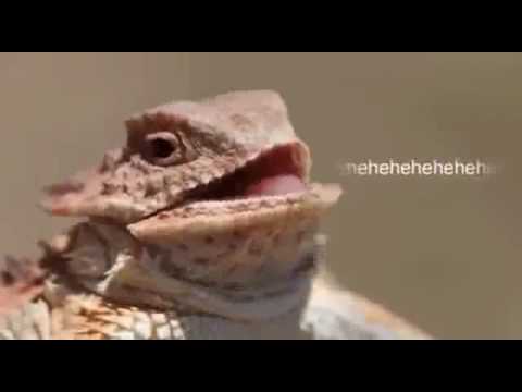 Lizard Squad Song