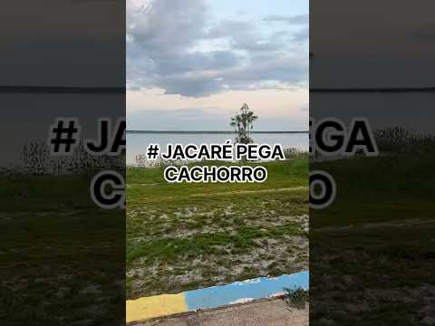 # Agora é o jacaré que manda,lagoa da Confusão- To.