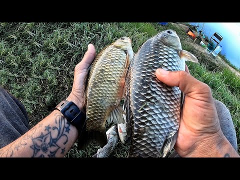 CUM SA PRINZI CARAS MARE CAND NU MANANCA LA FEEDER