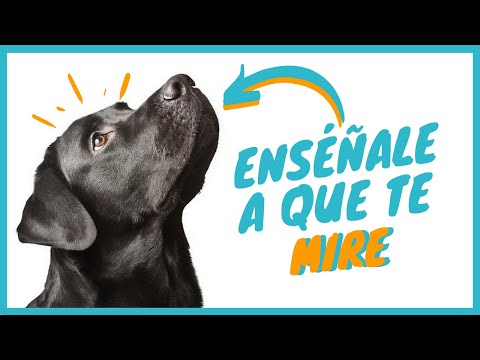 download lagu mp3 mp4 Bulldog Frances Entrenamiento, download lagu Bulldog Frances Entrenamiento gratis, unduh video klip Bulldog Frances Entrenamiento