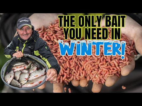 JAMIE HARRISON - MASTERING MAGGOTS!