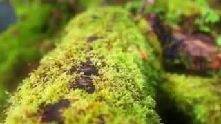 Download lagu Telep-Telep mp3 Download lagu Telep-Telep mp3