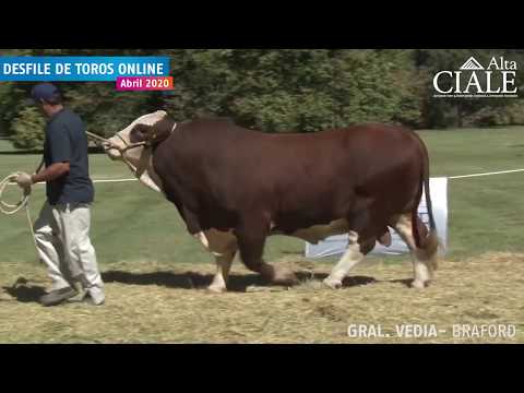 CIALE Alta Toro GENERAL VEDIA- Braford