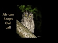 African Scops Owl Calls