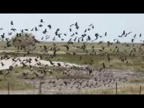 Tres Criollos De Toro Solo - Jesus Leon, Wilmer Tovar y Jesus Daniel Quintero
