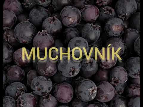 Náš MUCHOVNÍK a jeho úroda