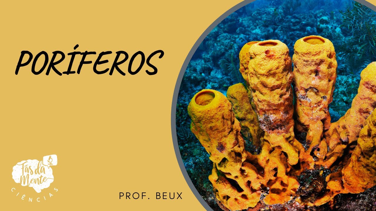 PORÍFEROS - Ensino Fundamental