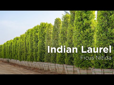 download lagu mp3 mp4 Ficus Nitida Growth Rate, download lagu Ficus Nitida Growth Rate gratis, unduh video klip Ficus Nitida Growth Rate