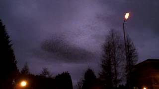 preview picture of video 'Starlings Flock over Quedgeley.AVI'