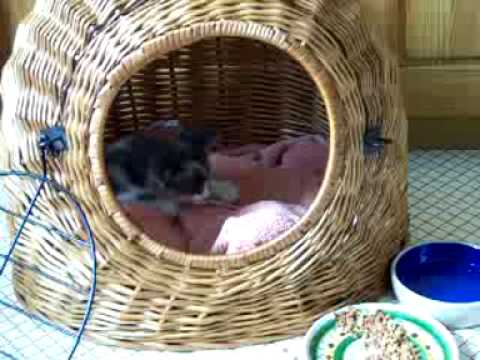 Sharona Katzenfisch! Part 1