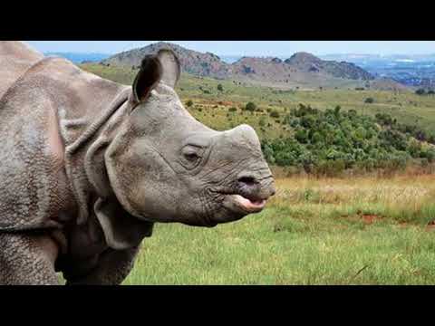 Animals of Afriica  Rhino