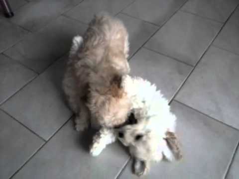 O grande confronto!!!