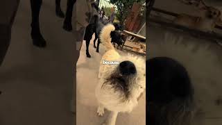 Real Face Behind The Camera! - Alpha Dog King Charles