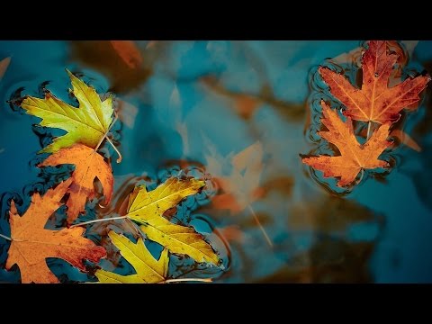Runo - Elegant Touch Autumn 2016