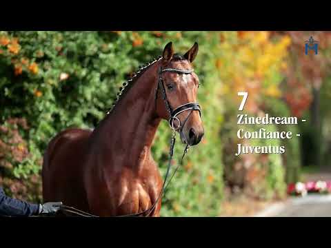 Nr. 7 gek/.lic. Zinedream