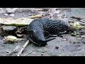 Black Slug on the Move