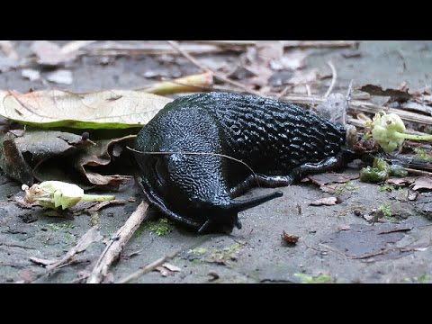 Black Slug on the Move
